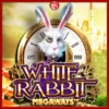 화이트 래빗 메가웨이즈